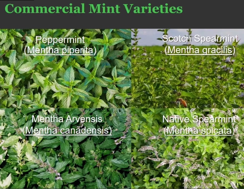 2019- Sustainable Mint Processing-Video
