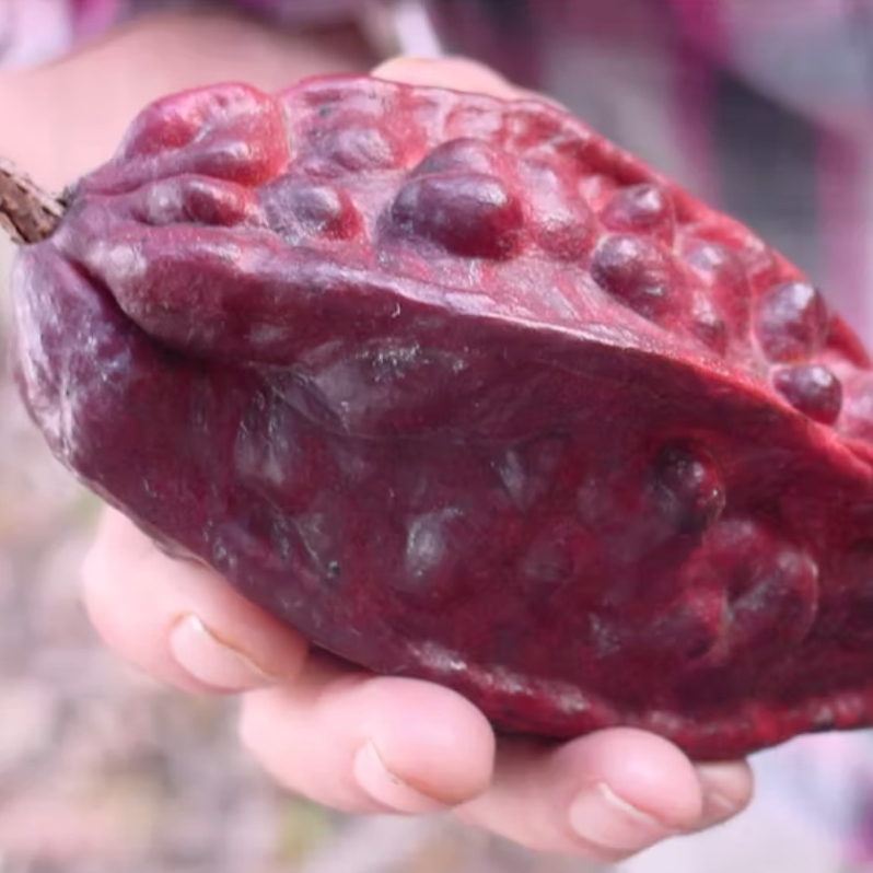 Product Description: Gary W. Guittard, President and CEO, Guittard Chocolate Company Hans Dresel Memorial Award Speaker. Presented at the 2017 conference</br></br>We can’t ignore the historical context of cocoa when we are trying to expand our understanding of flavor. Take a historic journey of cocoa. Discover how the past informs our present understanding of flavor and gain an appreciation for what the future might hold as it relates to the preservation of heirloom varietals and the important elements of flavor to create a palette that can incite creativity in the confectionery space. A chocolate maker’s perspective paired with a pastry chef’s approach explain the art of celebrating the inherent notes of cocoa in your confections.</br> 2017- Chocolate Flavor Considerations-Video